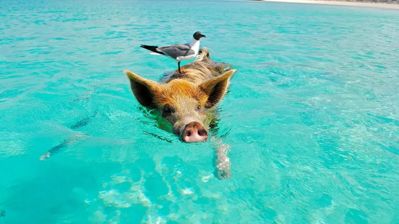 Schwimmendes Schwein mit Möwe auf dem Rücken im türkisfarbenen Wasser der Bahamas. Ein unvergessliches Erlebnis beim Bahamas Segeln.