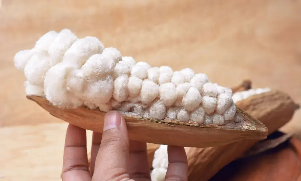 Eine Hand hält eine geöffnete Kapok-Frucht mit ihrer weichen, baumwollartigen Füllung. Was ist Kapok? Eine natürliche Faser.