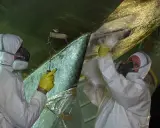 Zwei Personen in Schutzkleidung reparieren den Rumpf eines Bootes. Sie tragen Glasfasermatten auf, um Osmose-Schäden zu beheben.
