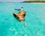 Schwimmendes Schwein mit Möwe auf dem Rücken im türkisfarbenen Wasser der Bahamas. Ein unvergessliches Erlebnis beim Bahamas Segeln.