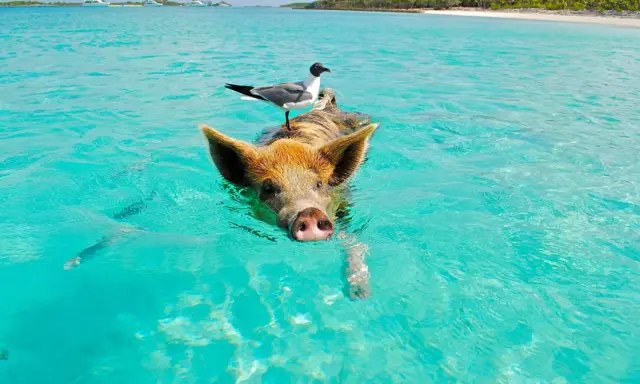 Schwimmendes Schwein mit Möwe auf dem Rücken im türkisfarbenen Wasser der Bahamas. Ein unvergessliches Erlebnis beim Bahamas Segeln.