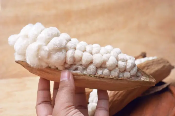 Eine Hand hält eine geöffnete Kapok-Frucht mit ihrer weichen, baumwollartigen Füllung. Was ist Kapok? Eine natürliche Faser.