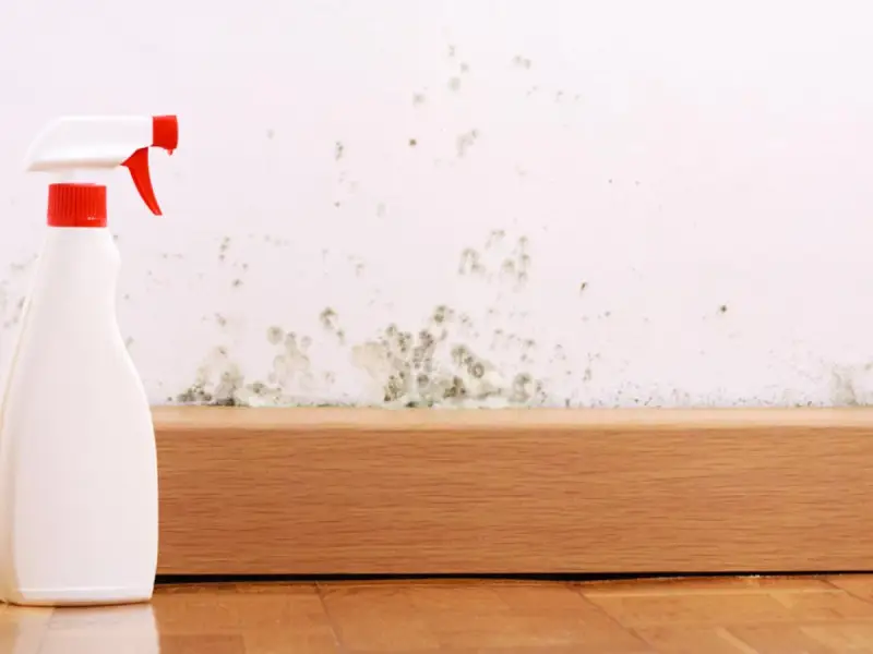 Schimmel an der Wand? Mit diesem Sprühreiniger wird die sprayhood reinigen zum Kinderspiel.